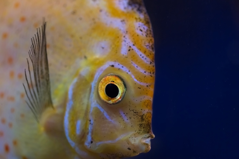 basin fish