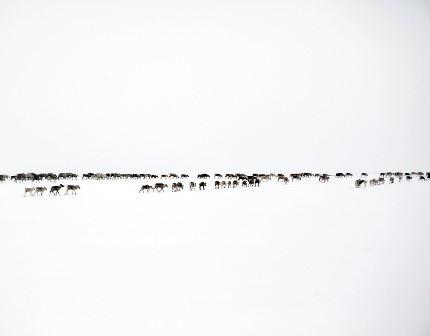 Reindeer Herd