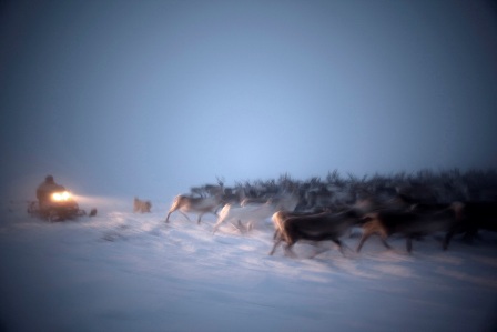 Snowmobiler Herding Reindeer