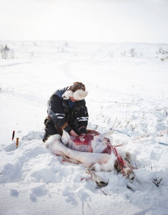 Gutting a Reindeer 