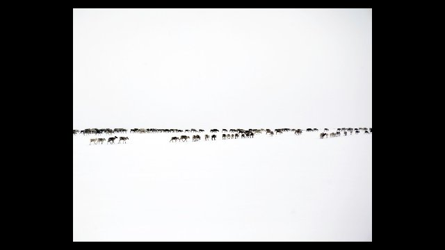 Reindeer Herd