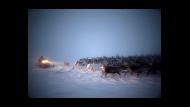 Snowmobiler Herding Reindeer