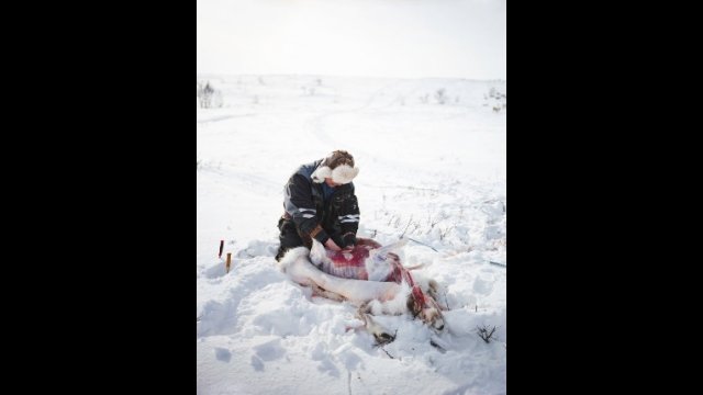 Gutting a Reindeer 