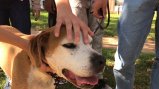 Close-up of a medium sized brown and white dog with a child's hand petting it's back