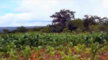 Cornfields hold the promise of continued sustainable development in the Republic of Malawi, Africa.