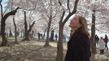 Assistant Secretary Marie Royce and cherry blossoms